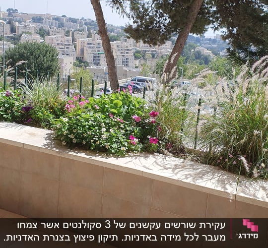 צמחים ופרחים במרפסת עם נוף עירוני ברקע